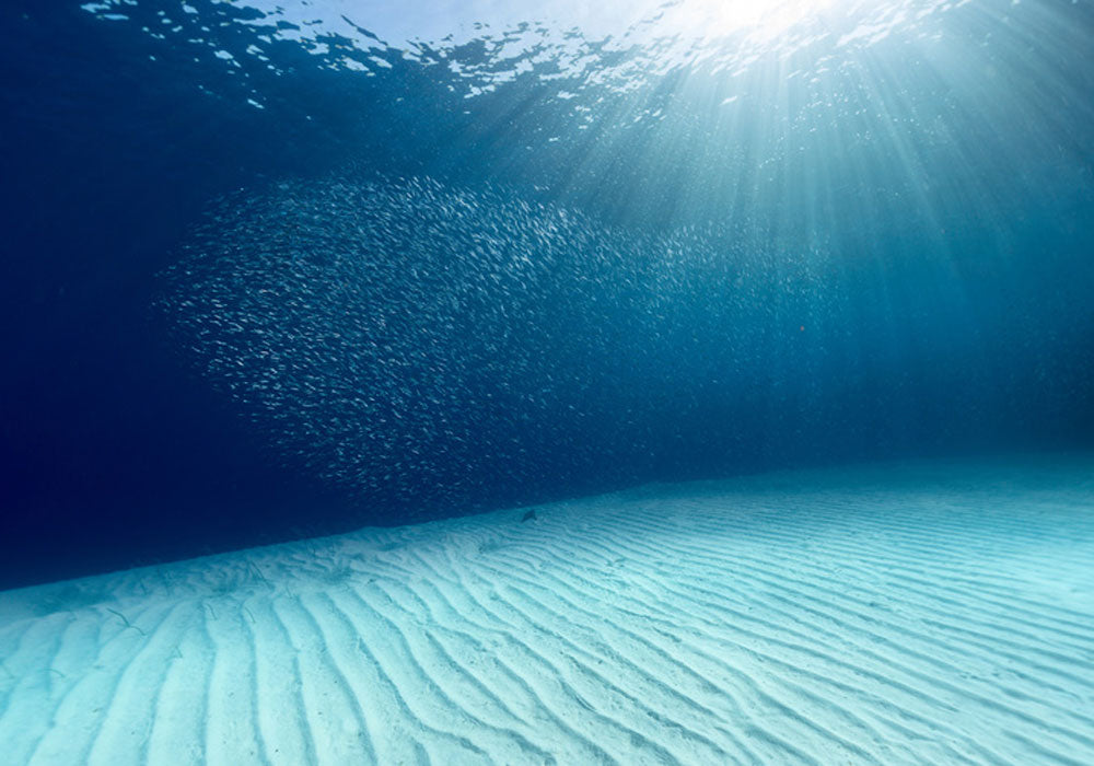 Krillöl: Maritime Omega-3 Quelle