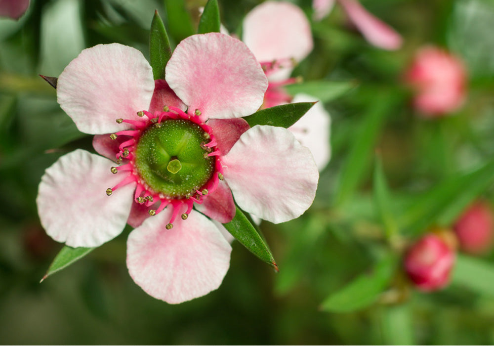 Manuka-Honig – erstaunliche Heilkraft